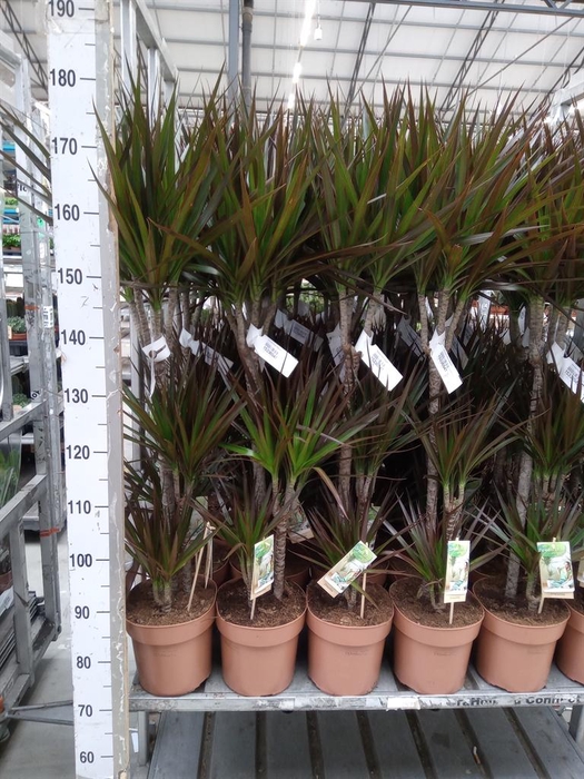 <h4>Dracaena marg. 'Magenta'</h4>