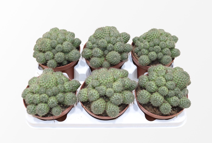 <h4>Rebutia Nitida</h4>