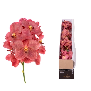 Vanda Salmon X5