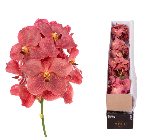 <h4>Vanda Salmon X5</h4>