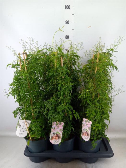 <h4>Jasminum polyanthum</h4>