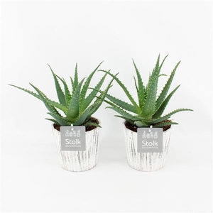 Aloe Arborescens in Pure Wood Wit