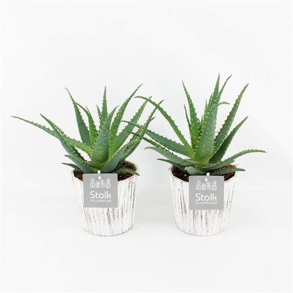 <h4>Aloe Arborescens in Pure Wood Wit</h4>