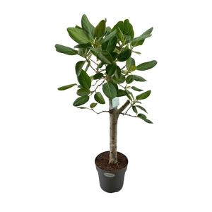 Ficus benghalensis 'Audrey'
