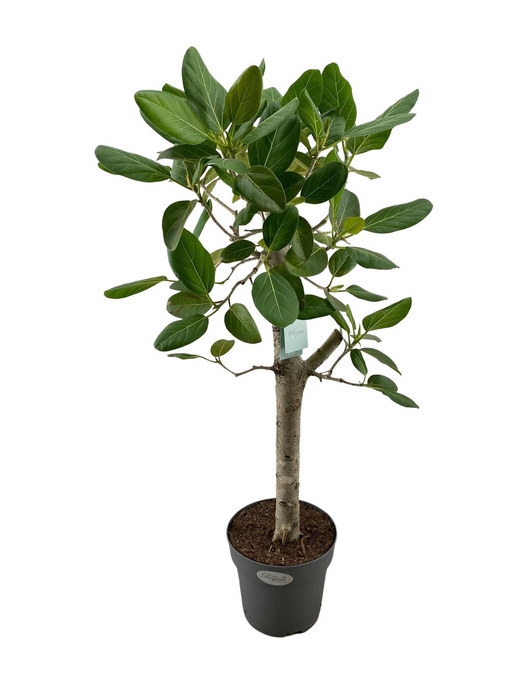<h4>Ficus benghalensis 'Audrey'</h4>