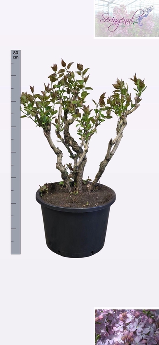 <h4>SYRI V LAVALIENSIS</h4>