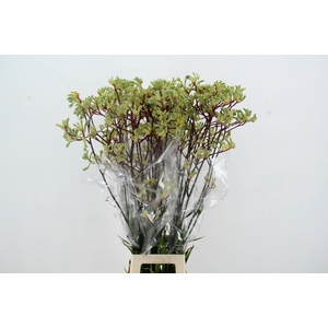 ANIGOZ ARANKA 110CM
