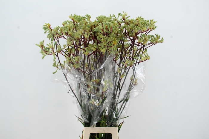 <h4>ANIGOZ ARANKA 110CM</h4>