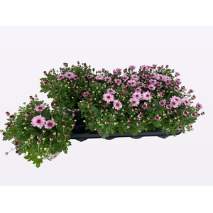 CHRY FLAIR PINK