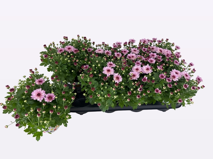 <h4>CHRY FLAIR PINK</h4>