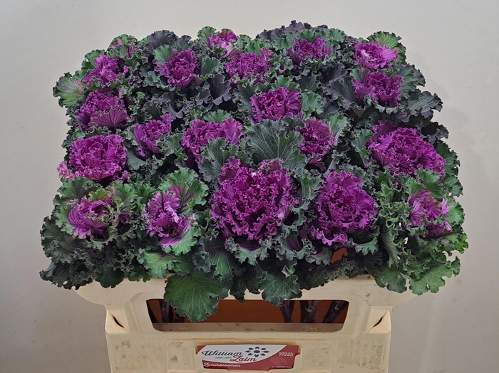 <h4>BRASS CRANE RU RED</h4>