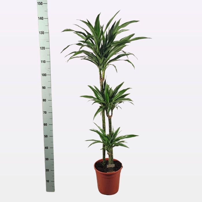 arr8 Dra De Warneckei