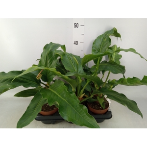 Anthurium   ...