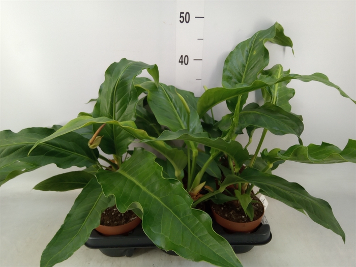 <h4>Anthurium   ...</h4>