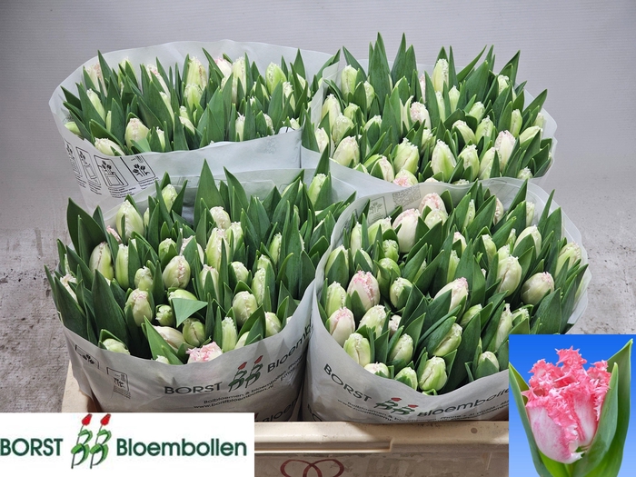 <h4>TU FR NEGLIGE</h4>