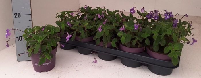 <h4>STREPTOCARP SAXORUM</h4>