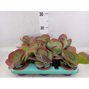 Kalanchoe NF thyrsiflora