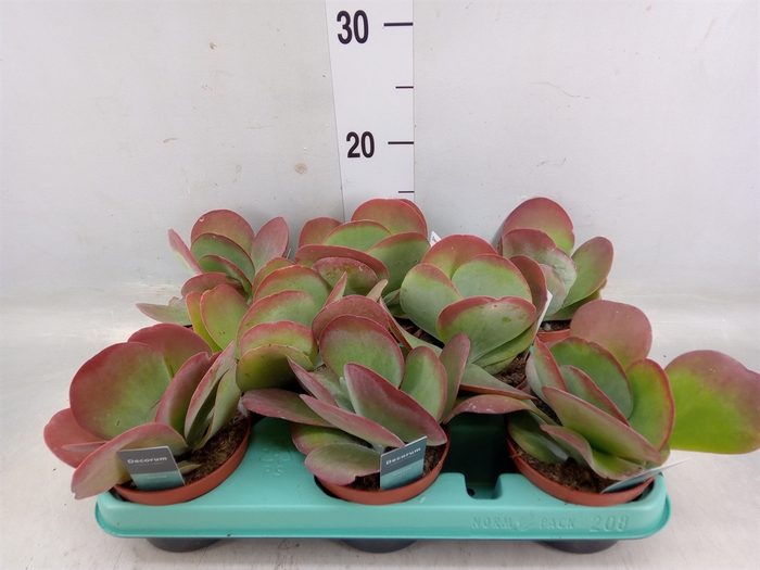 <h4>Kalanchoe NF thyrsiflora</h4>