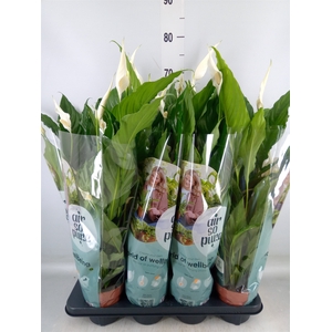 Spathiphyllum  'Sweet Chico'