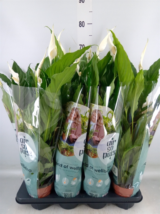 <h4>Spathiphyllum  'Sweet Chico'</h4>