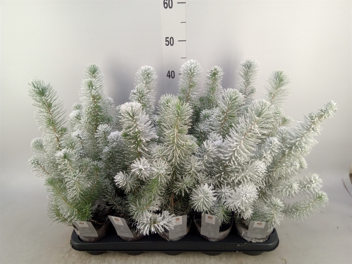 <h4>Pinus pinea 'Silver Crest'</h4>