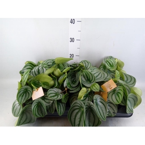 Peperomia argyreia