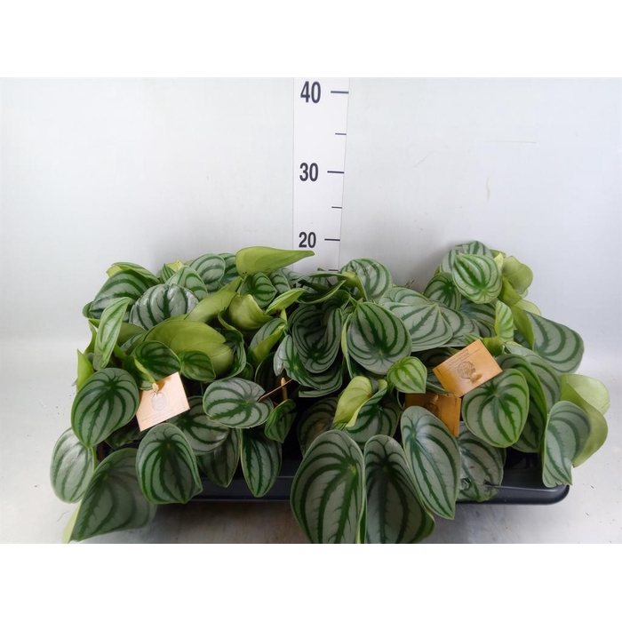 <h4>Peperomia argyreia</h4>