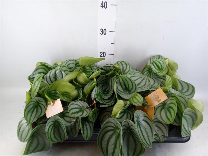 <h4>Peperomia argyreia</h4>