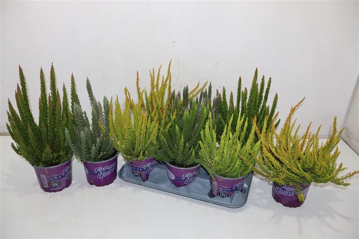 <h4>Callu Skyline Gem</h4>