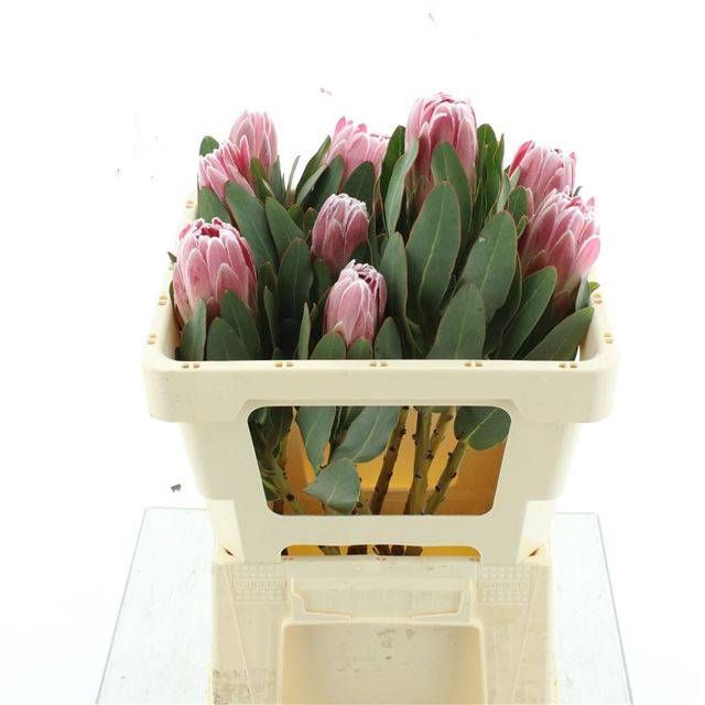 <h4>PROTEA CARDINAL</h4>