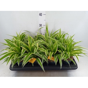 Chlorophytum com. 'Ocean'