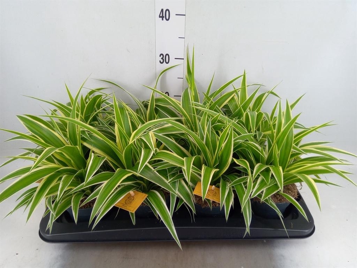 <h4>Chlorophytum com. 'Ocean'</h4>