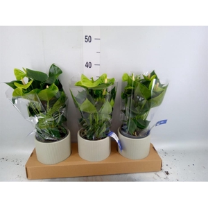 Anthurium andr. 'Smaragd'