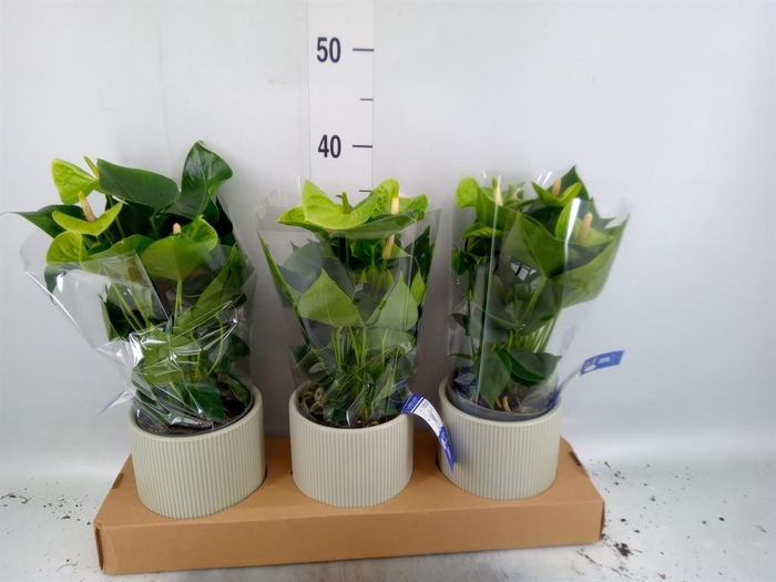 <h4>Anthurium andr. 'Smaragd'</h4>