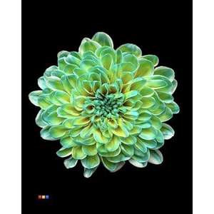 Chr T Altaj Double Mint