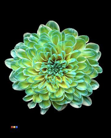 <h4>Chr T Altaj Curacao</h4>