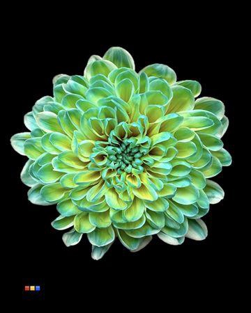 <h4>Chr T Altaj Double Mint</h4>