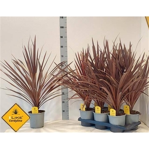 Cordyline austr. 'Red Star'