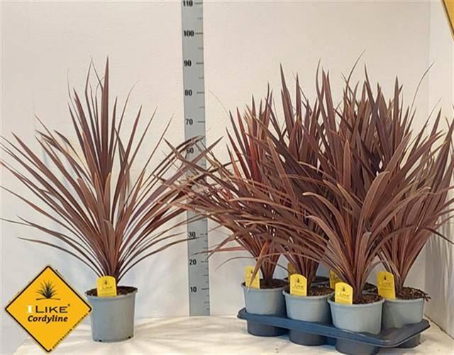 <h4>Cordyline austr. 'Red Star'</h4>