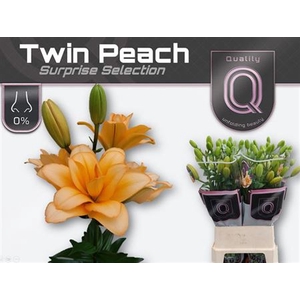 Li La Du Twin Peach