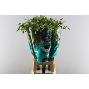 Siergras Chasmant (marginpar)