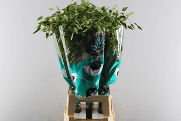 <h4>Siergras Chasmant (marginpar)</h4>