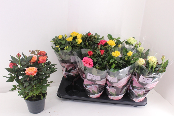 <h4>RO PATHIT GEM 4 SRT</h4>