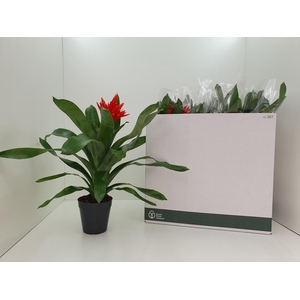 AECH ROZ ELEGANT RED