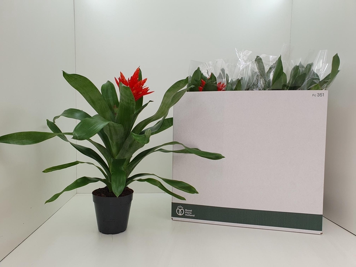 <h4>AECH ROZ ELEGANT RED</h4>