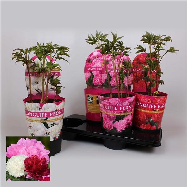 Paeonia gemengd