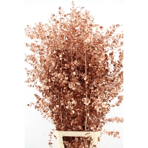 Euca Gu Azura Copper