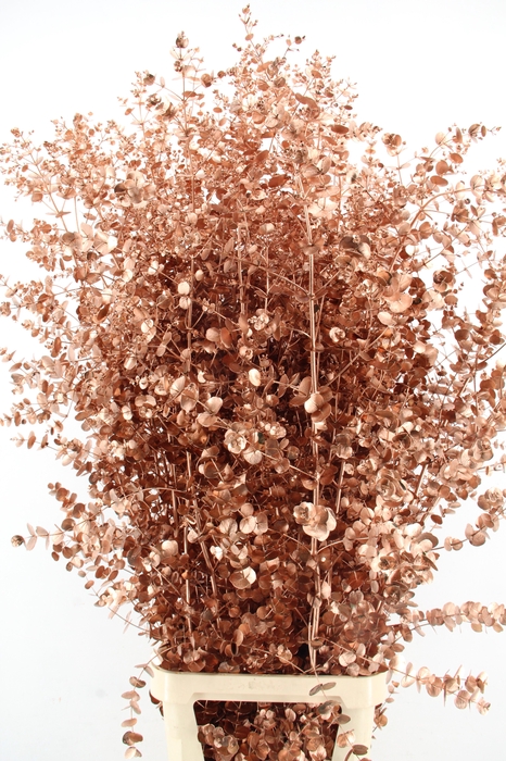 <h4>Euca Gu Azura Copper</h4>