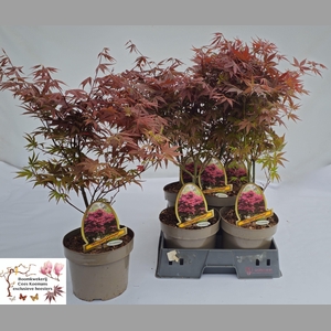 ACER PA ATROPURPUREU