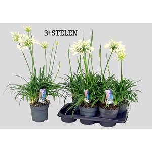 AGAPA PITCHOUN WHITE